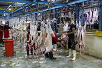 ظرفیت کشتارگاه‌های کرمانشاه تا ۴۵۰۰ افزایش می‌یابد 