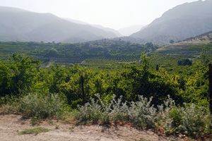 حفاظت از جنگل‌های کوهمره سرخی شیراز مسئولیتی ملی و همگانی است