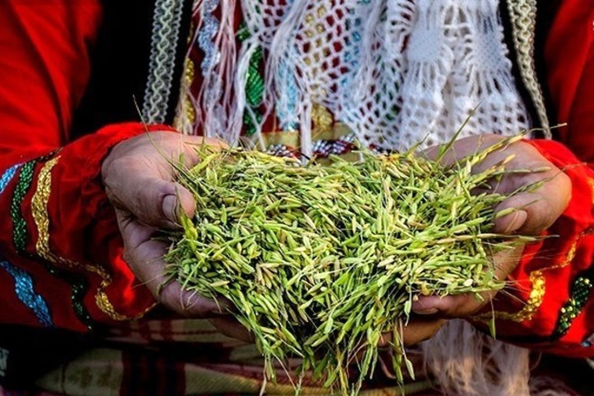 سومین جشنواره جوکول در رشت