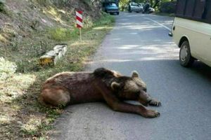 مرگ خرس گریزلی در ییلاقات ماسال