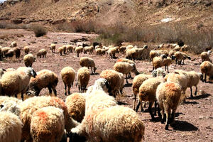  آغاز خرید دام مازاد و قابل کشتار از عشایر
