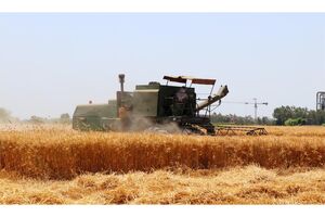 جغتای دارای رتبه دوم برداشت گندم در خراسان رضوی