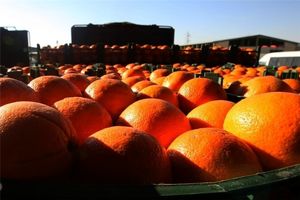 71 غرفه برای توزیع میوه شب عید در زنجان پیش‌بینی شده است