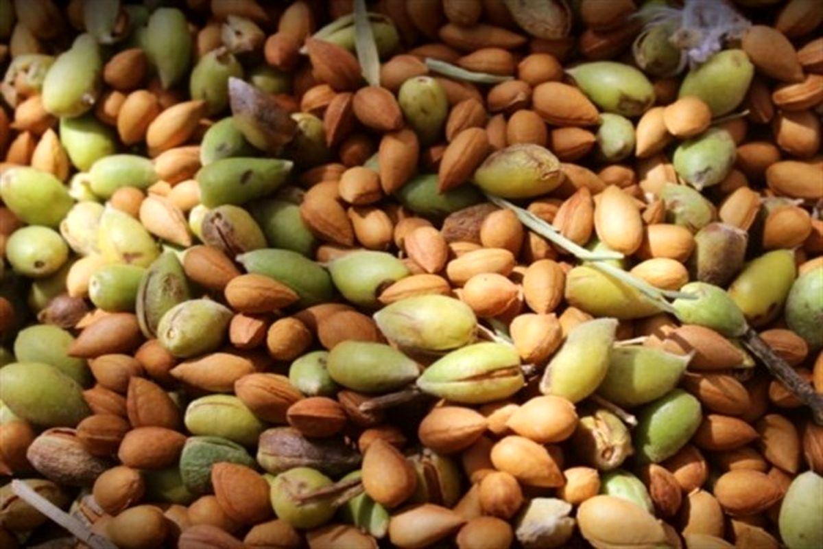 بادام درختی