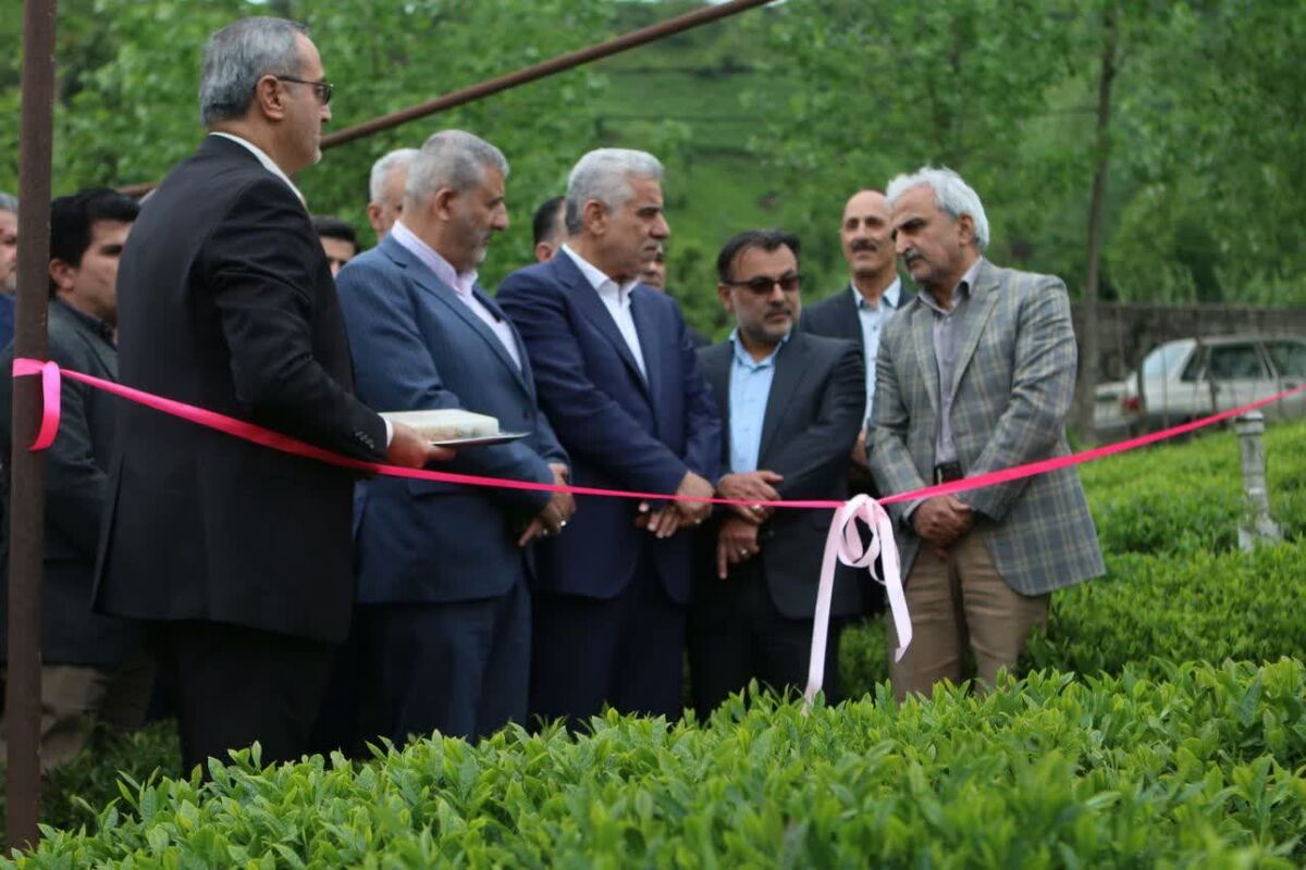 برداشت برگ سبز چای در شمال ایران