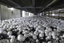 بازدید رئیس سازمان جهاد کشاورزی استان اصفهان از واحد پروش قارچ سمیرم