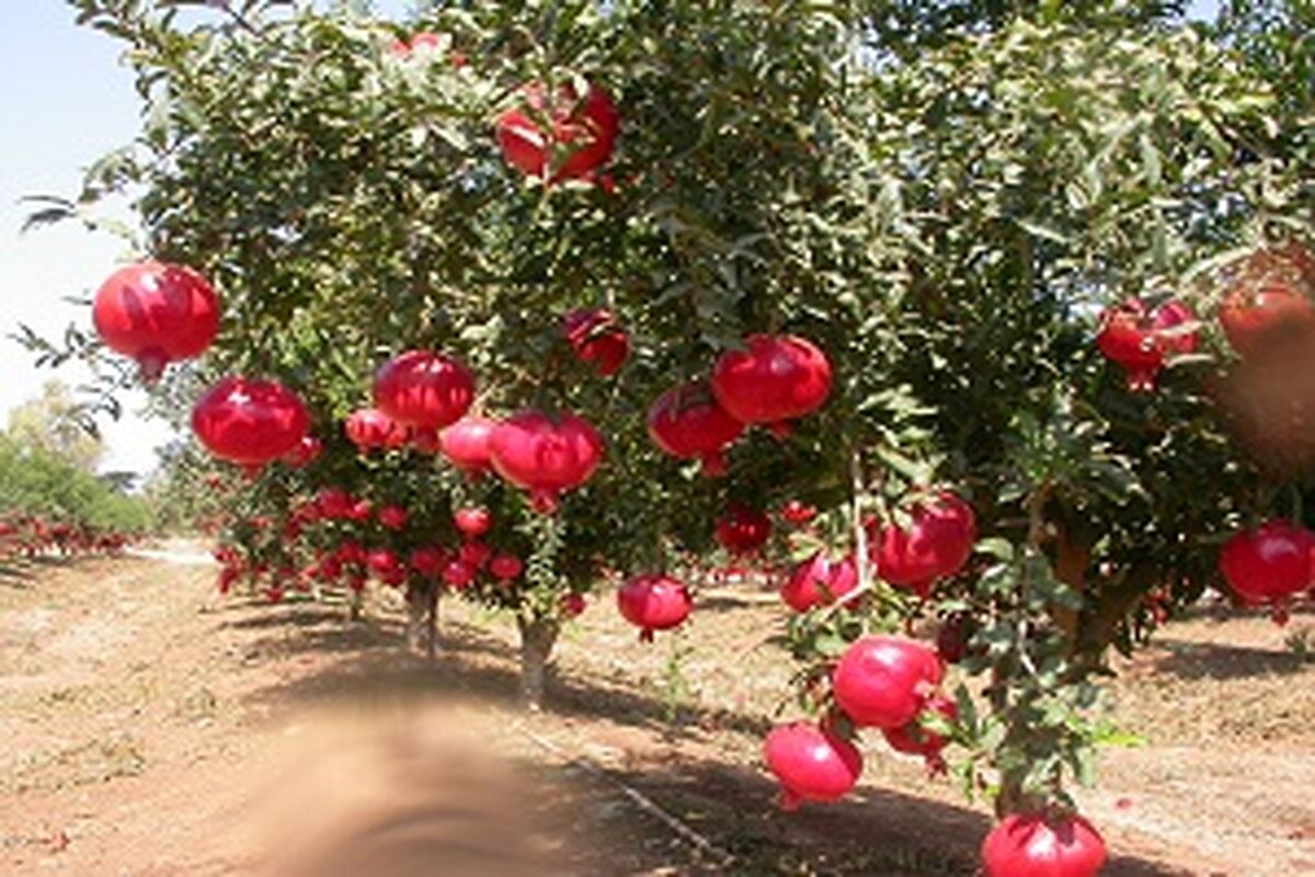 باغات قم