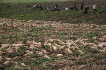 بیش از 7 هزار از اراضی استان به کشت چغندرقند تعلق گرفته است