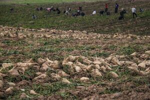 بیش از 7 هزار از اراضی استان به کشت چغندرقند تعلق گرفته است