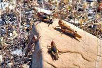 سم‌پاشی بوستان‌های جنگلی حاشیه شهر علیه آفت ملخ آغاز شد