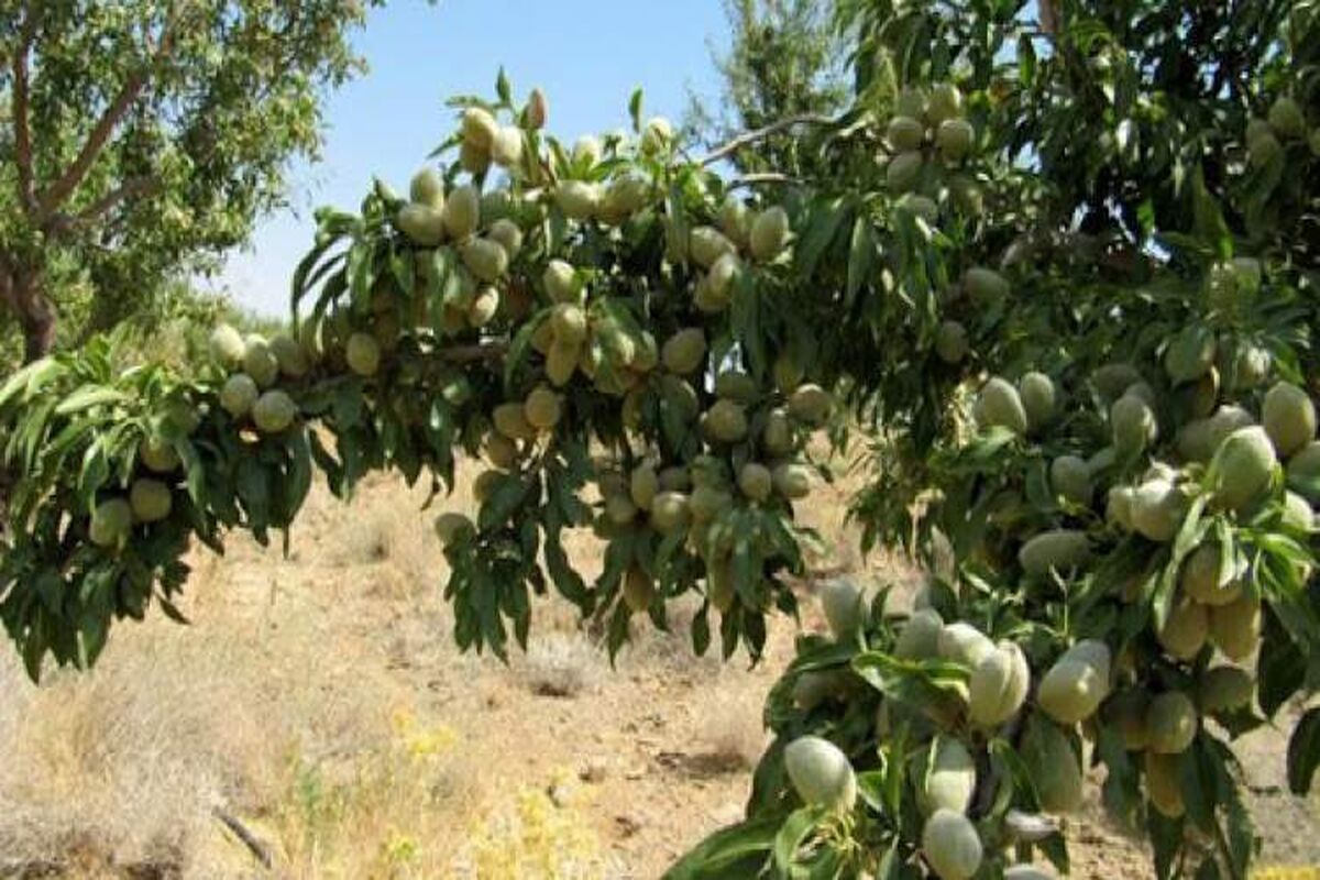 بادام