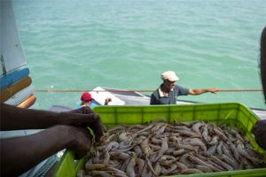 افزایش ۴۵ درصدی سطح زیر کشت میگو در استان گلستان