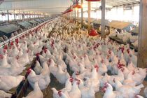  بیش از 20 میلیون قطعه جوجه ریزی در 8 ماهه سالجاری در مرغداری‌های  استان انجام شده است