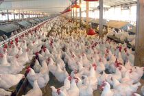 هشداردامپزشکی اردبیل نسبت به شیوع بیماری‌های تنفسی پرندگان 