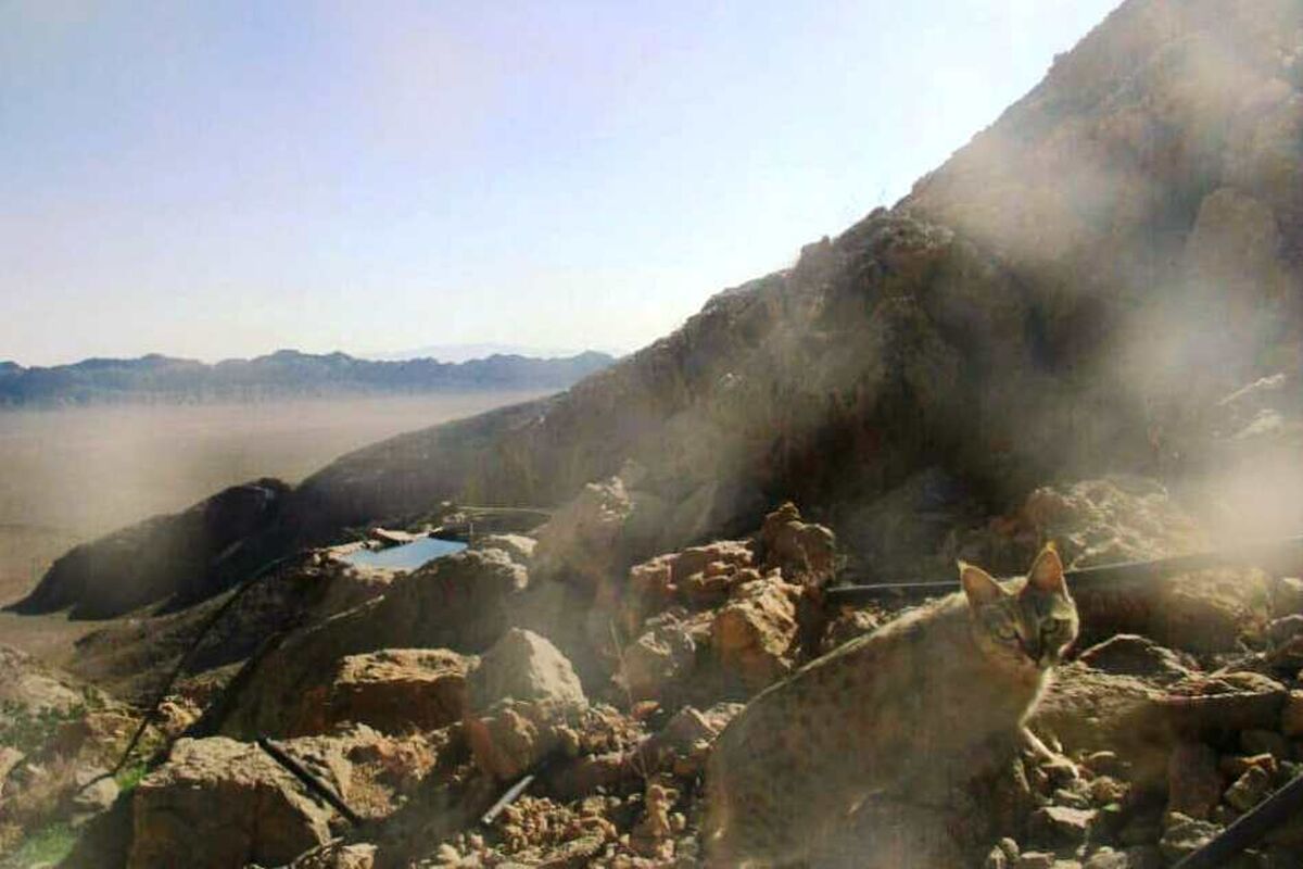 گربه وحشی