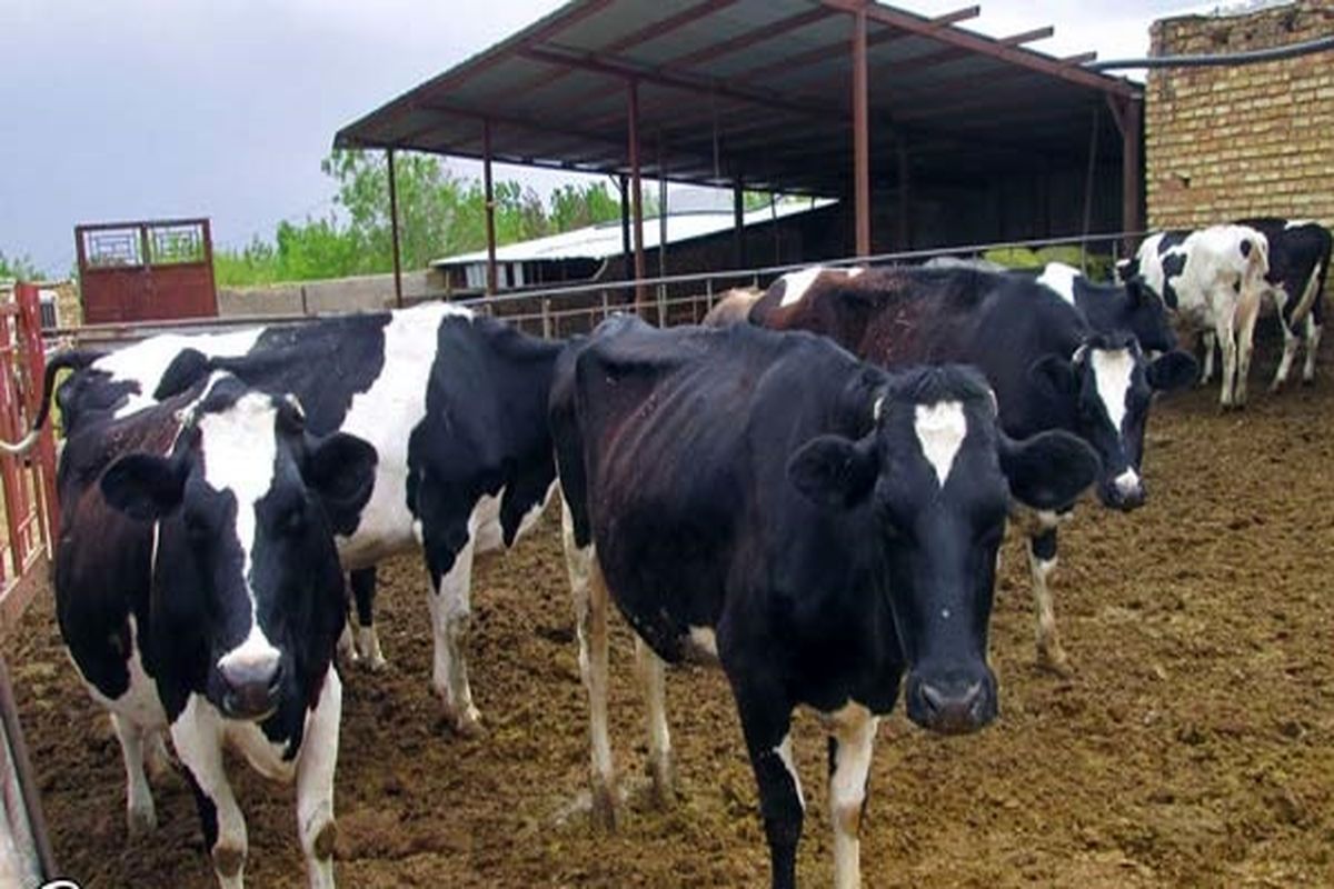 بیماری تب خونریزی کنگو در کمین دام‌