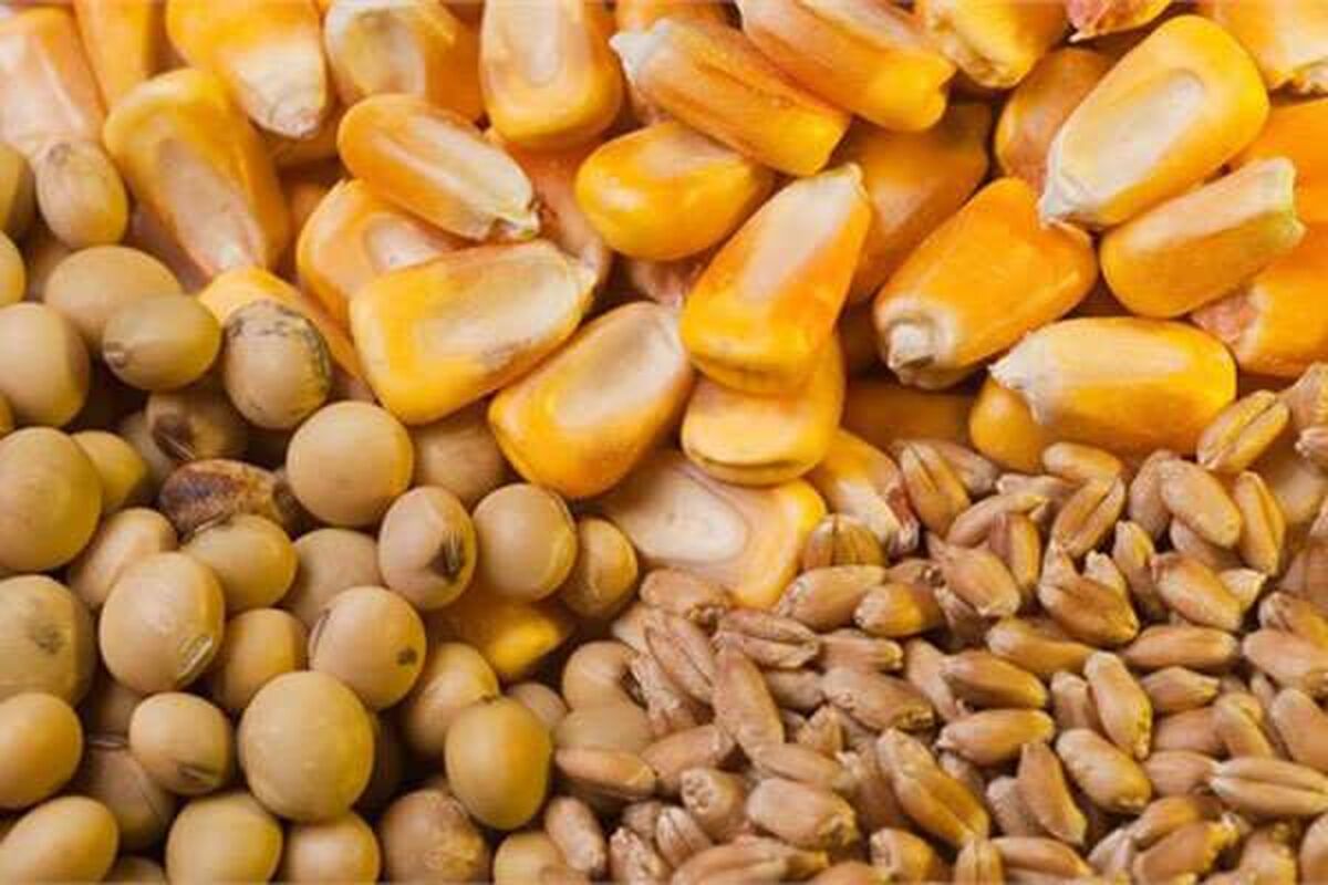 اتحادیه واردکنندگان نهاده های دام و طیور