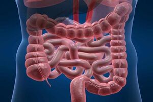 تاثیر باکتری روده در خطر ابتلا به چاقی