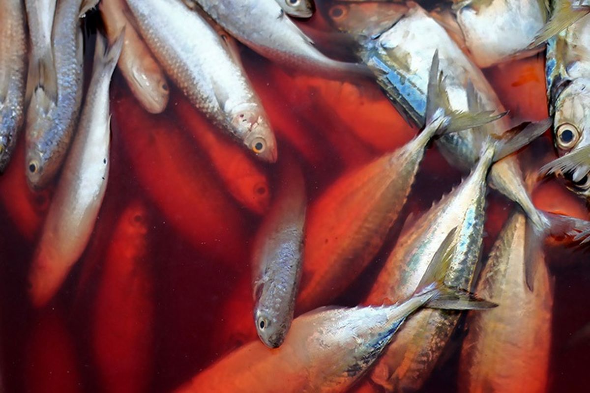 بازارچه ماهی