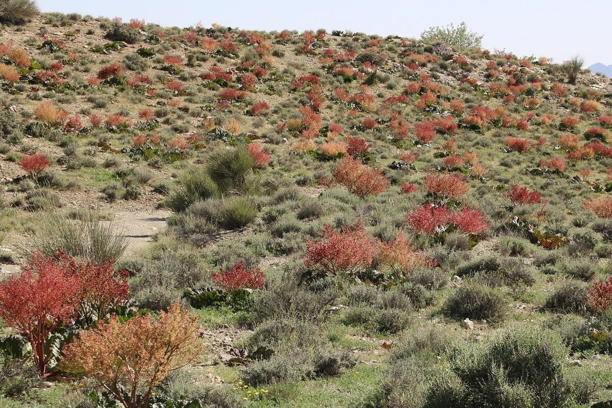 منابع طبعی