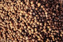 قاچاقچی گردو به بیش از یک میلیارد ریال جریمه نقدی محکوم شد