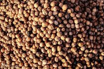 قاچاقچی گردو به بیش از یک میلیارد ریال جریمه نقدی محکوم شد