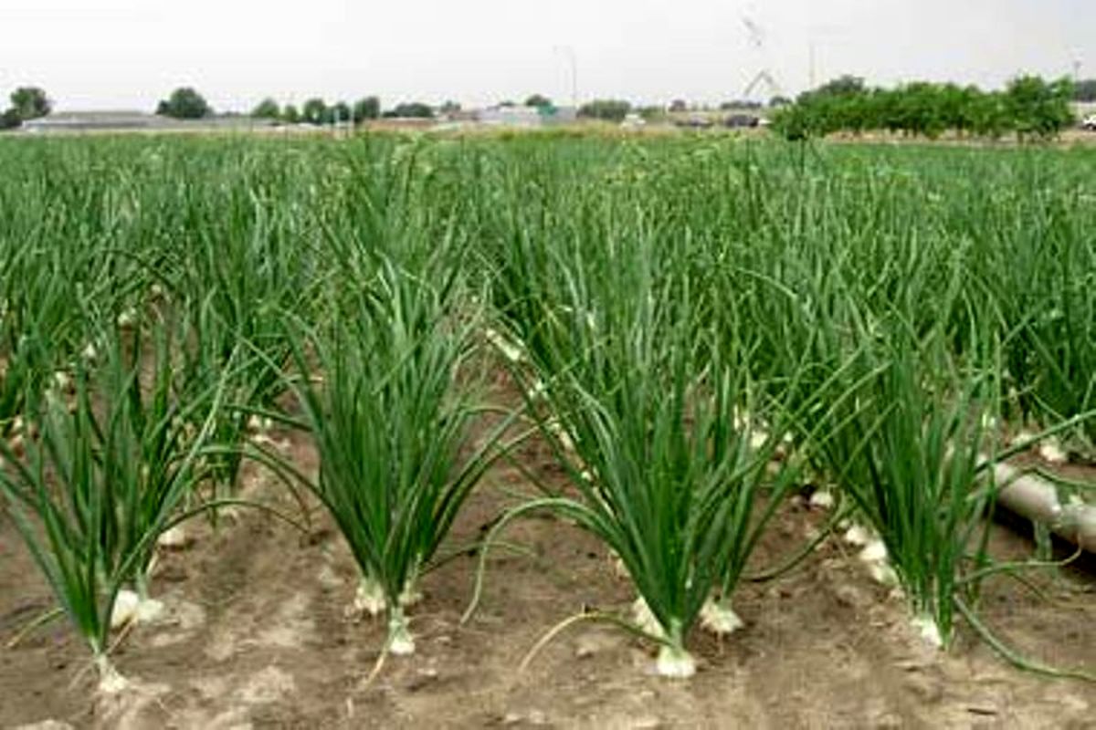 کشت نشایی پیاز