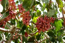 برداشت بیش از ۱۸۰۰ تن پسته از باغات آستان قدس رضوی