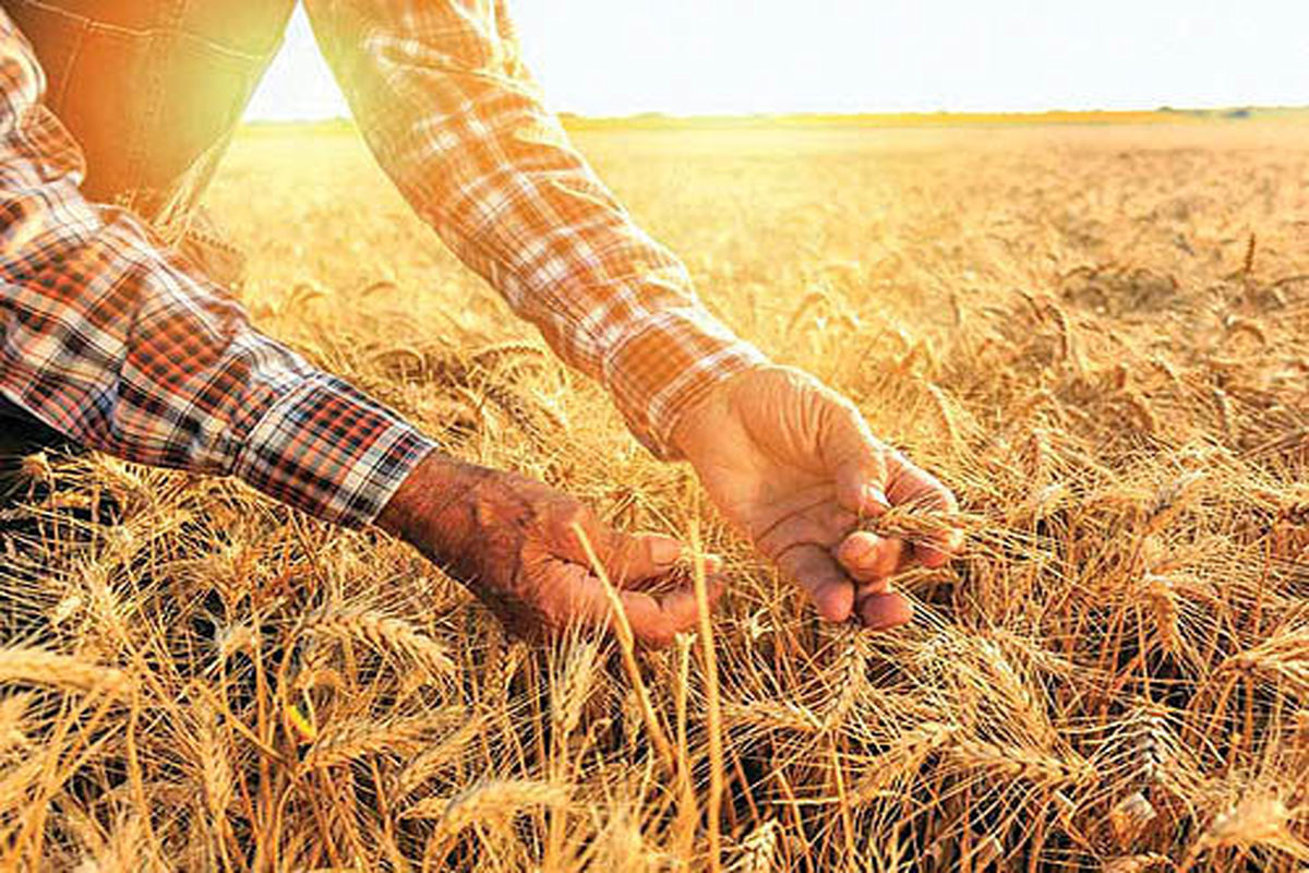 بانک کشاورزی