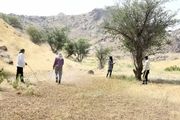 مبارزه با ملخهای صحرایی به بشاگرد رسید/سمپاشی ۲۰۰ هکتار از مزارع بشاگرد