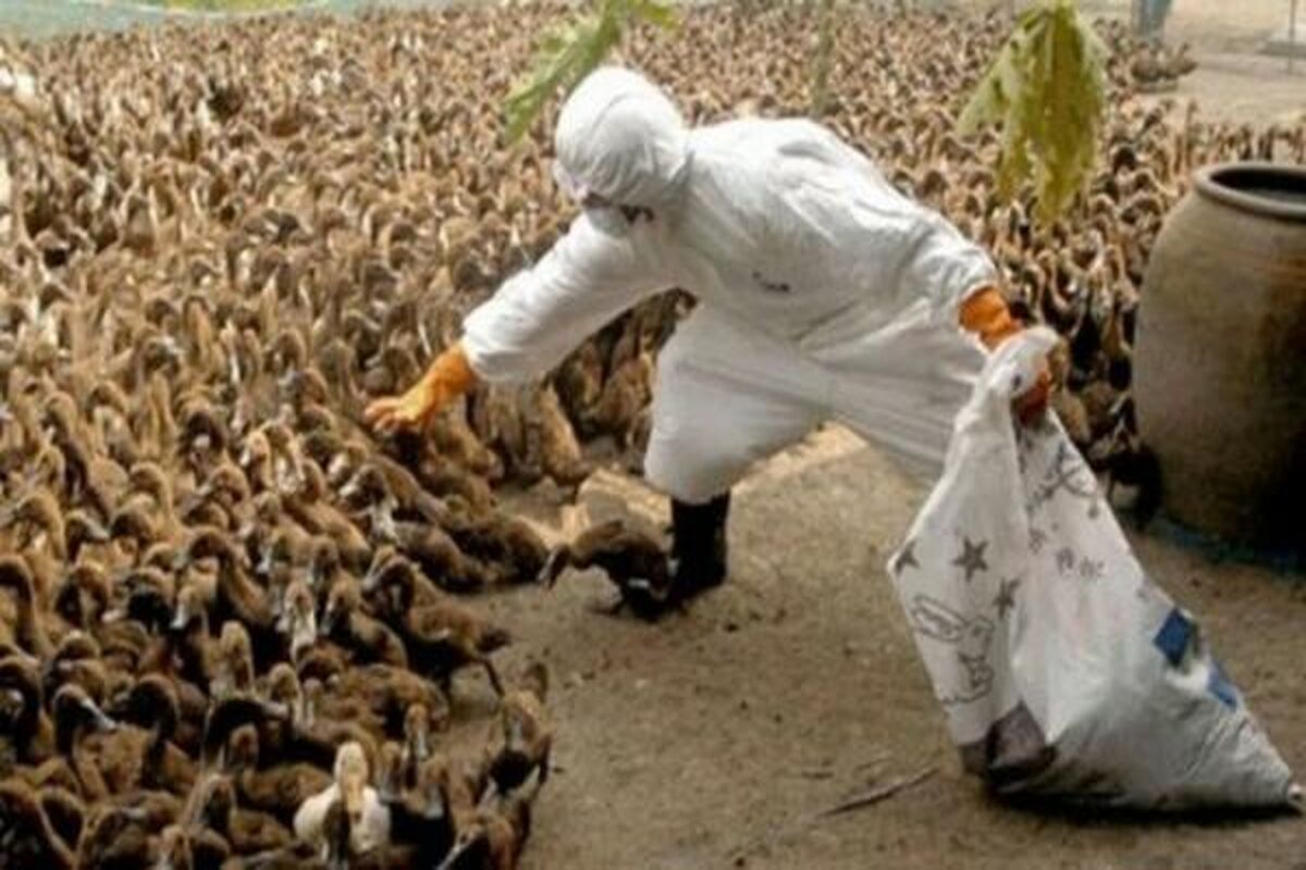 آنفلانزای طیور