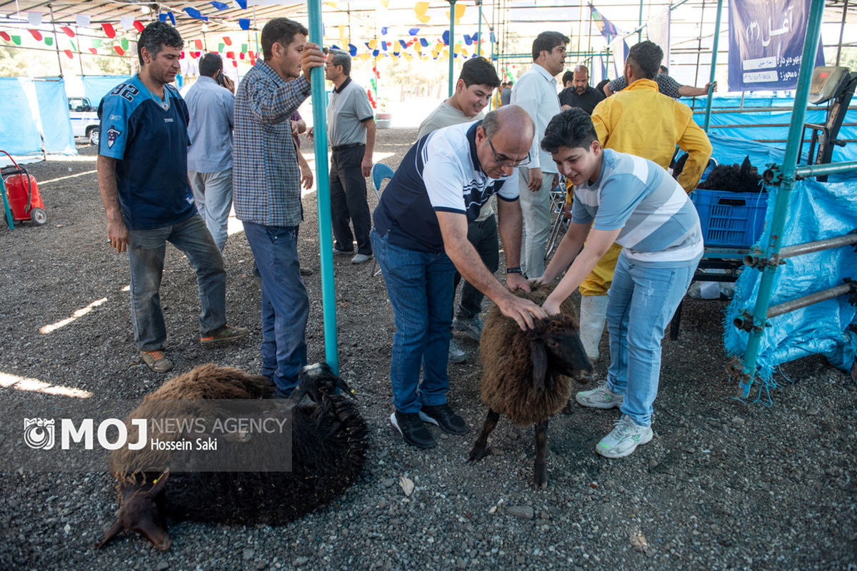 خرید و ذبح دام عید قربان در تهران