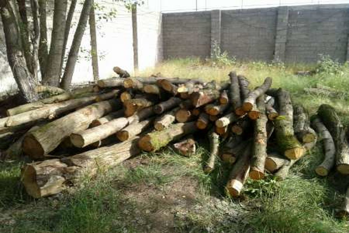 چوب قاچاق