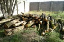 20 تن چوب بلوط قاچاق در نجف آباد کشف شد