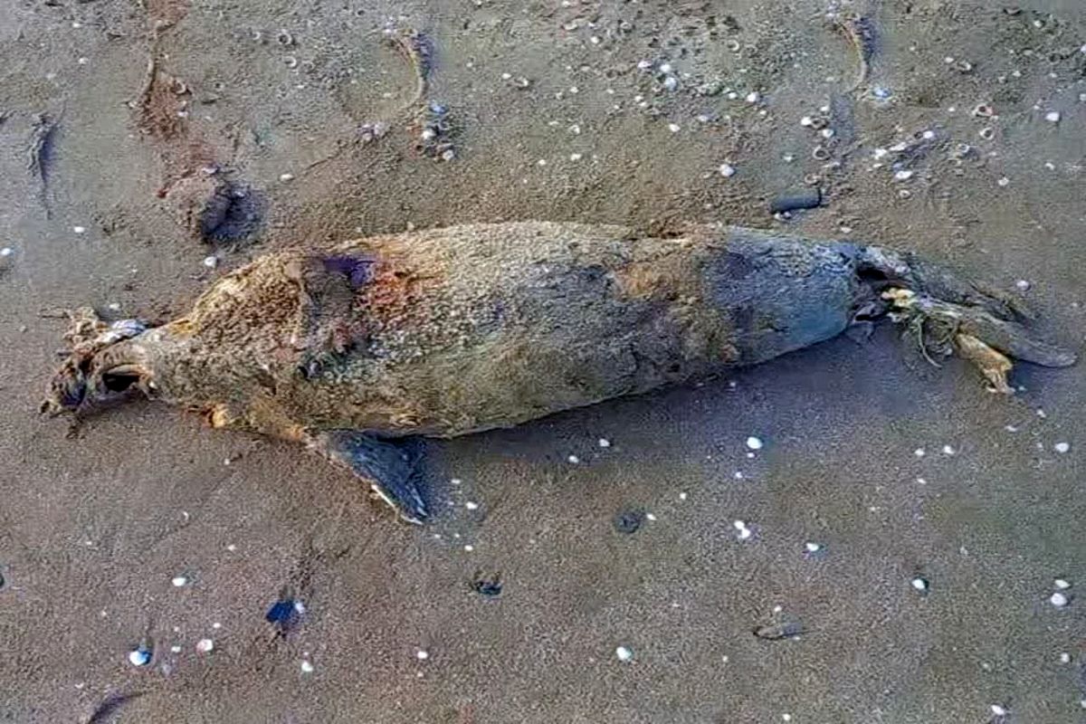 لاشه فک خزری در مازندران