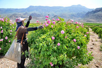 آغاز برداشت گل محمدی در مازندران