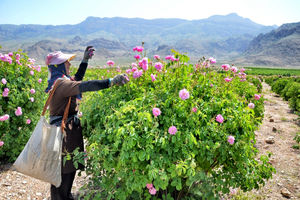 برداشت گل محمدی در 12 هکتار از اراضی کلاردشت