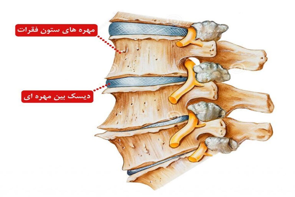 ستون فقرات
