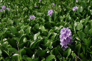 آغاز مبارزه با سنبل آبی در لنگرود 