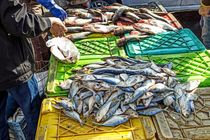 با ماهی‌فروشان سیار در مسجدسلیمان برخورد می شود 