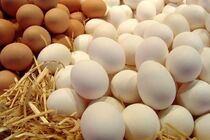 کاری که تخم مرغ با بدنتان می‌کند