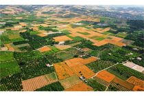 41 درصد تولیدات کشاورزی مازندران مربوط به بخش زراعت است