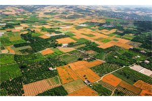 41 درصد تولیدات کشاورزی مازندران مربوط به بخش زراعت است