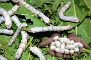 واردات بی رویه و مهاجرت مهمترین دلیل کاهش تولید  پیله و ابریشم در مازندران است