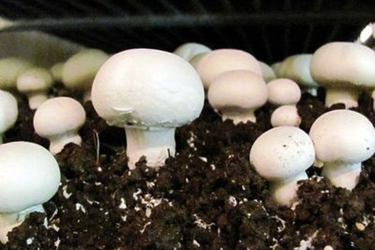 قارچ خوراکی