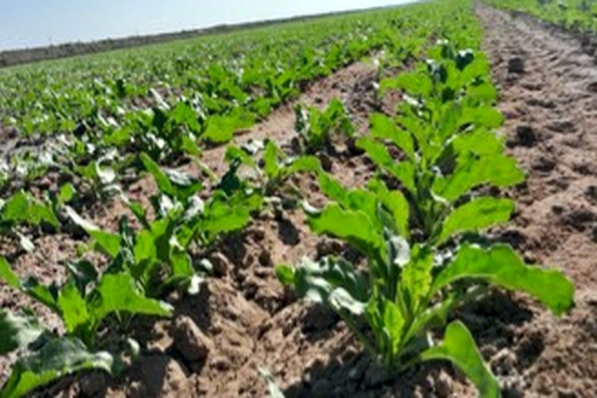 جهاد کشاورزی 