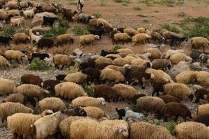 فرمانده انتظامی بهشهر بر رعایت نکات ایمنی در نگهداری دام تأکید کرد