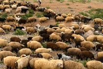 بیماری‌های دامی در مازندران ۲۸ درصد کاهش یافت