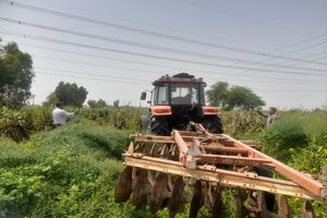 کشت غیرقانونی در دزفول با دستور قضایی معدوم شد