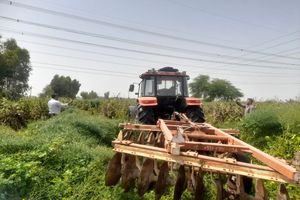 کشت غیرقانونی در دزفول با دستور قضایی معدوم شد